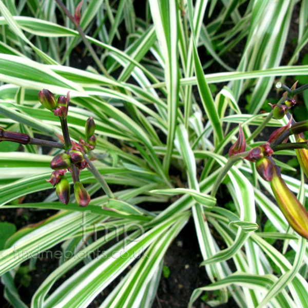 Big Photo of Hemerocallis Golden Zebra, Leaf Close-up