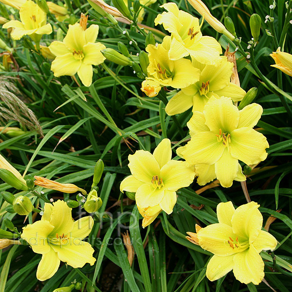 Big Photo of Hemerocallis 