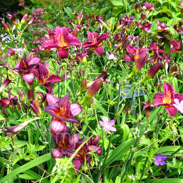 Big Photo of Hemerocallis 