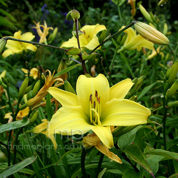 Big Photo of Hemerocallis 