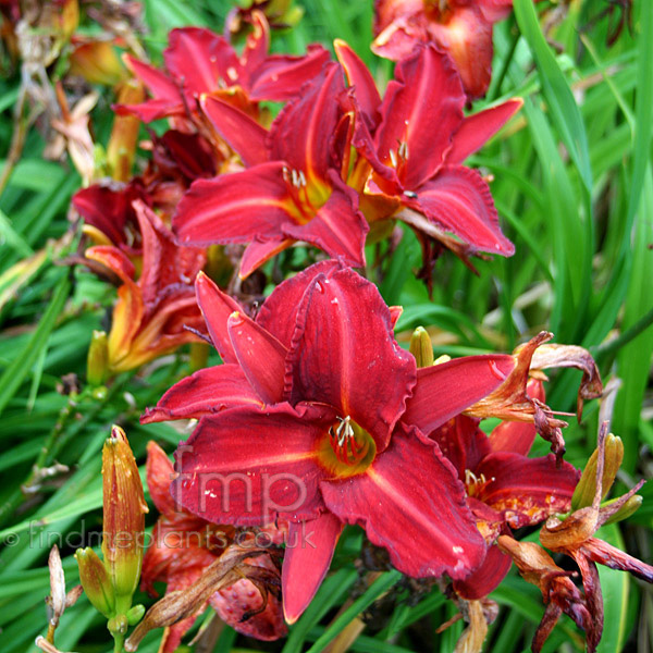 Big Photo of Hemerocallis 