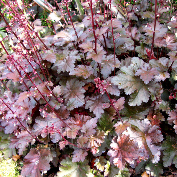 Big Photo of Heuchera 