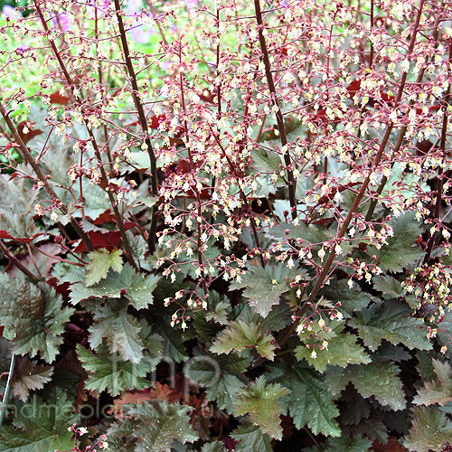 Big Photo of Heuchera 