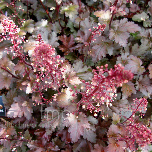 Big Photo of Heuchera , Leaf Close-up