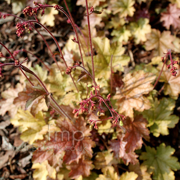 Big Photo of Heuchera 