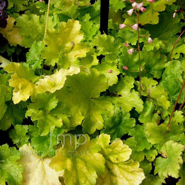 Big Photo of Heuchera 