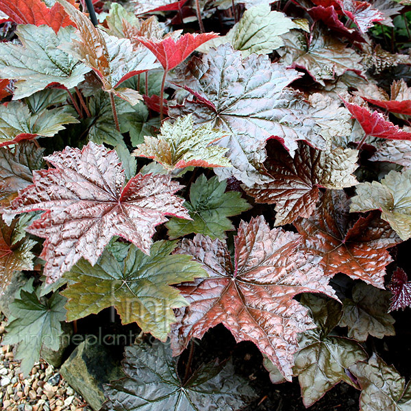 Heuchera micrantha discount