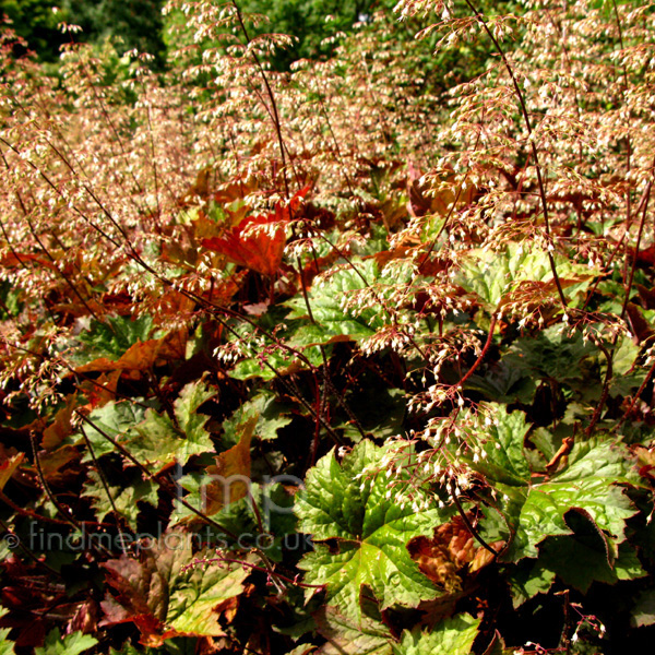 Big Photo of Heuchera Micrantha, Flower Close-up