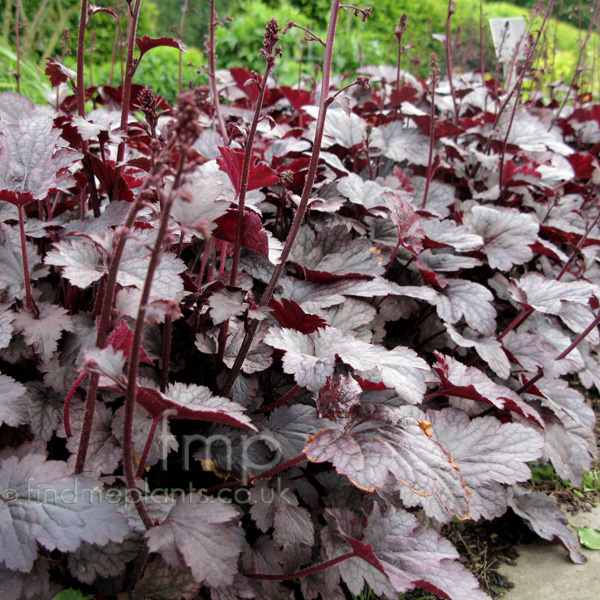 Big Photo of Heuchera 