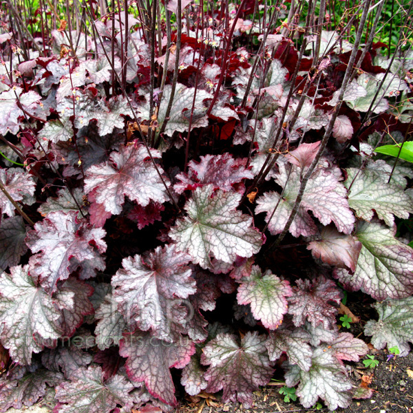 Big Photo of Heuchera 