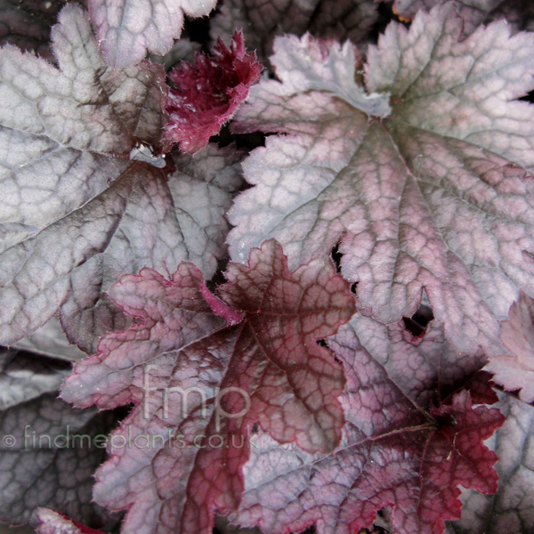 Big Photo of Heuchera , Leaf Close-up