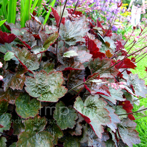 Big Photo of Heuchera , Leaf Close-up