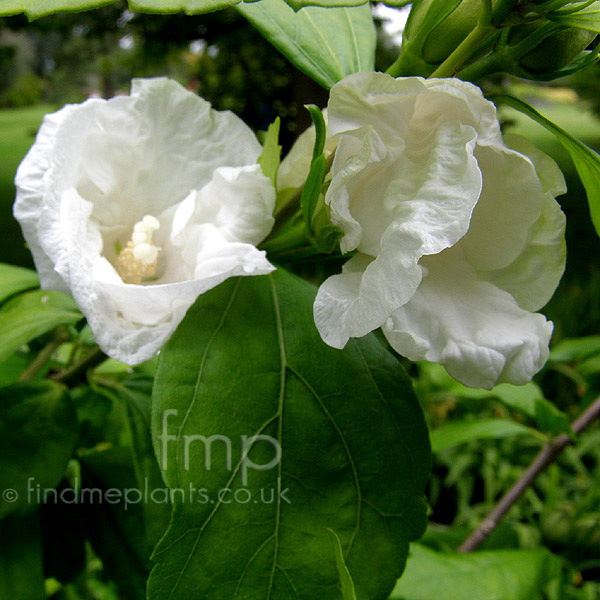 Big Photo of Hibiscus Syriacus