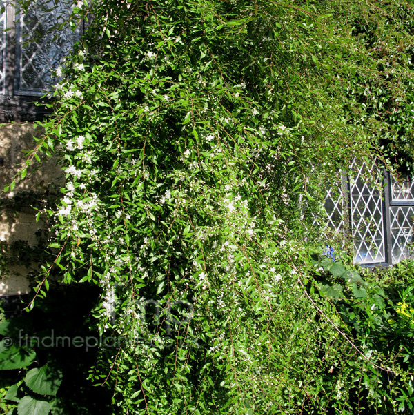 Big Photo of Hoheria Angustifolia