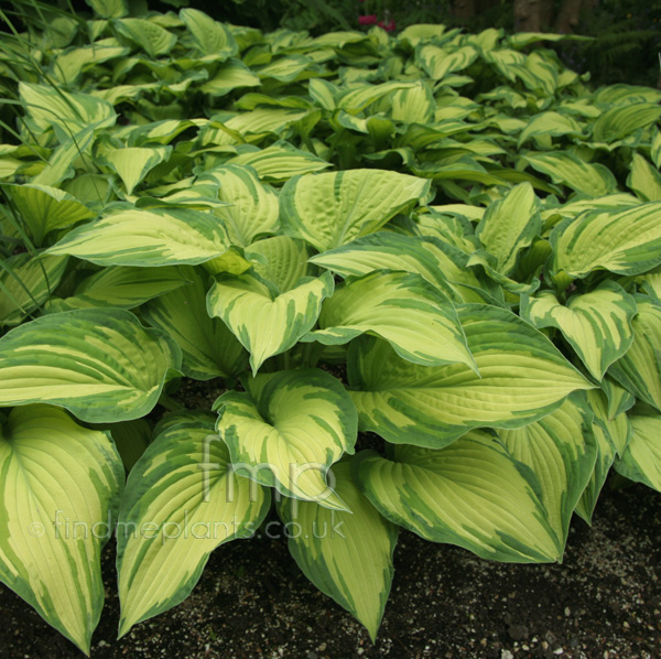 Big Photo of Hosta Fortunei
