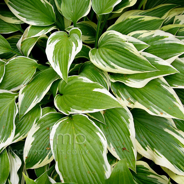 Big Photo of Hosta 