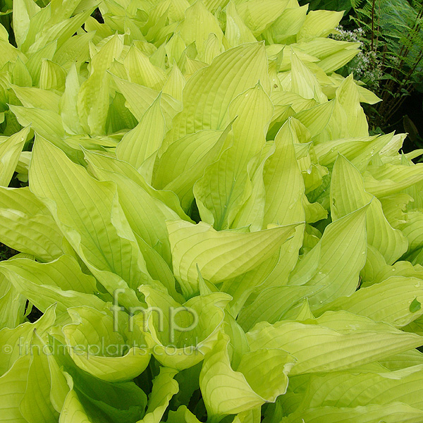 Big Photo of Hosta Fortunei