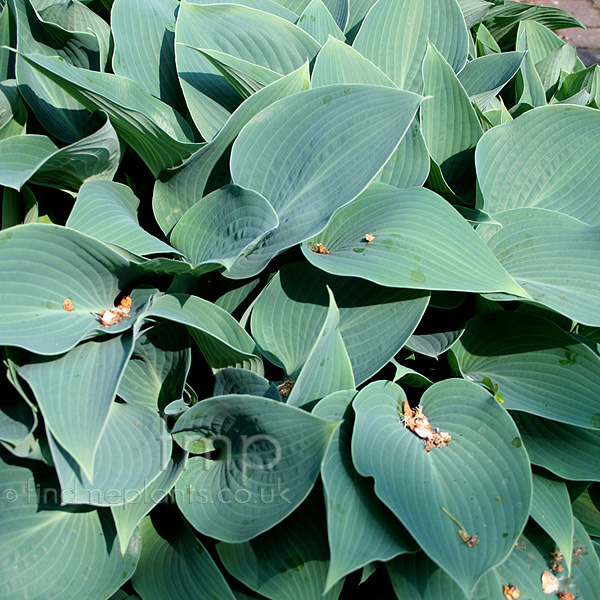 Big Photo of Hosta Halcyon