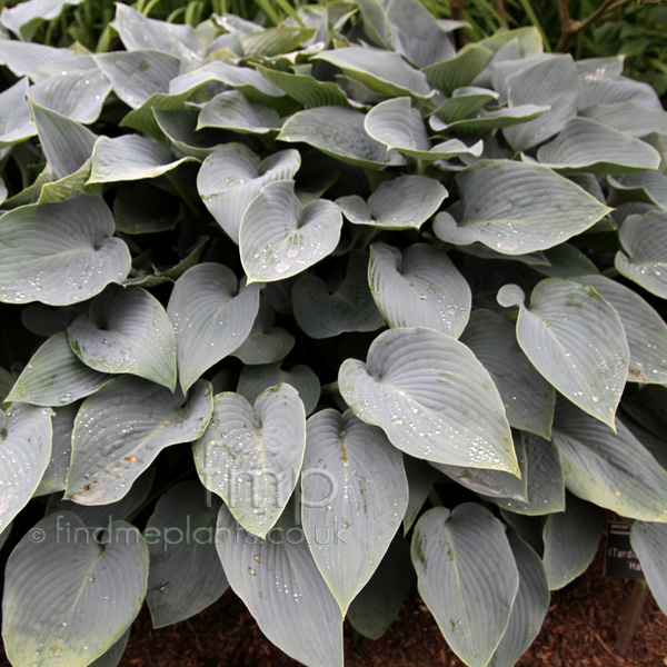 Big Photo of Hosta Halcyon