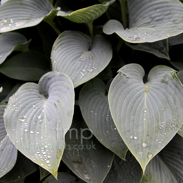 Big Photo of Hosta Halcyon, Leaf Close-up