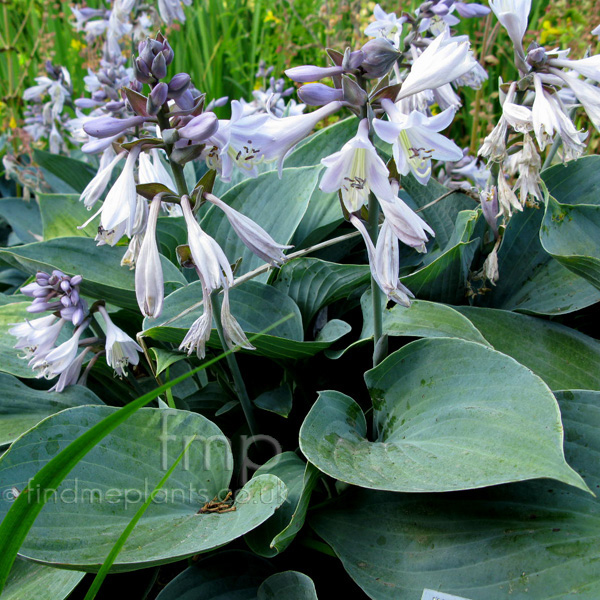 Hosta 'Moody Blues' Information, Pictures & Cultivation Tips