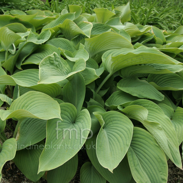 Big Photo of Hosta Sieboldiana