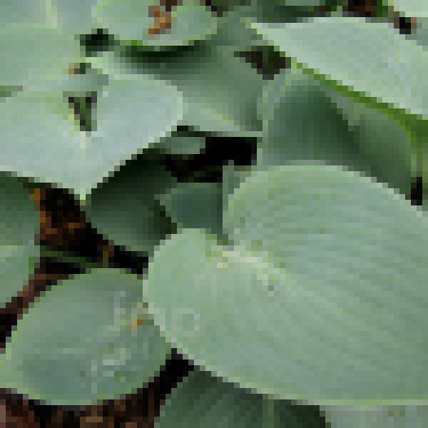Big Photo of Hosta Sieboldiana, Leaf Close-up