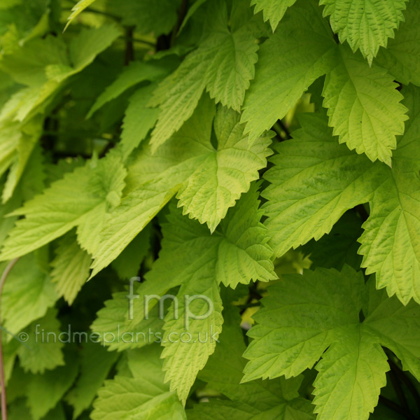 Big Photo of Humulus Lupulus, Leaf Close-up