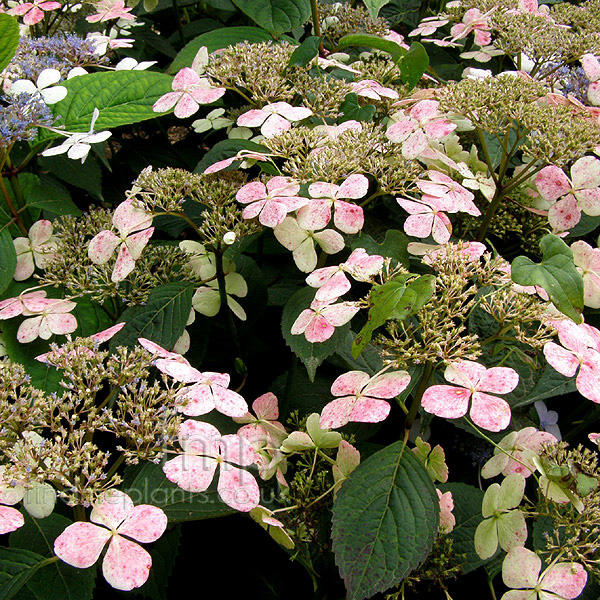 Big Photo of Hydrangea Macrophylla