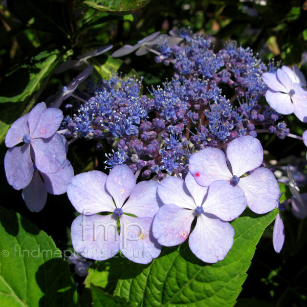 Big Photo of Hydrangea Macrophylla, Flower Close-up