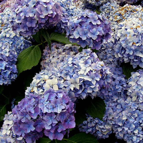 Big Photo of Hydrangea Macrophylla