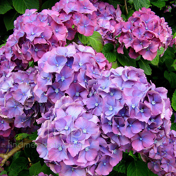 Big Photo of Hydrangea Macrophylla