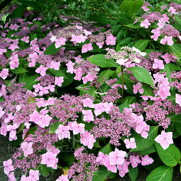 Big Photo of Hydrangea Macrophylla