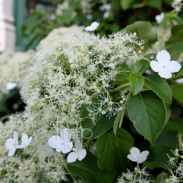 Big Photo of Hydrangea Petiolaris, Flower Close-up