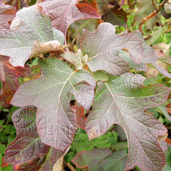 Big Photo of Hydrangea Quercifolia