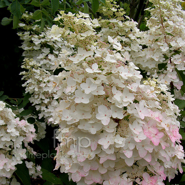 Big Photo of Hydrangea Paniculata