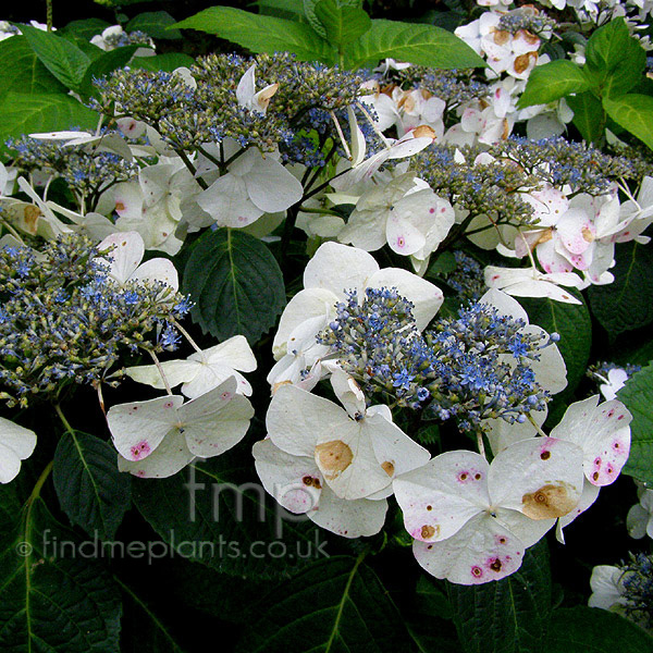 Big Photo of Hydrangea Macrophylla