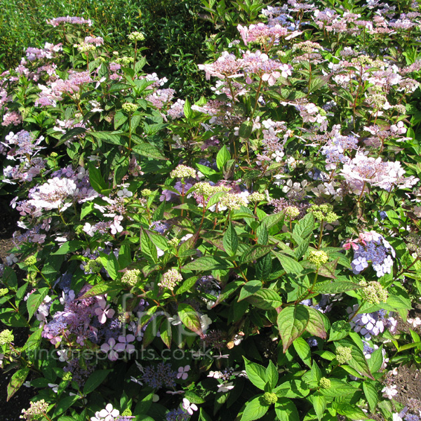 Big Photo of Hydrangea Macrophylla