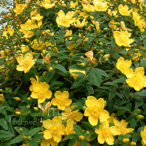 Big Photo of Hypericum Calycinum