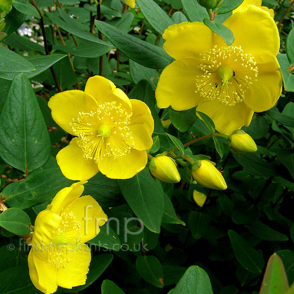 Big Photo of Hypericum Forrestii