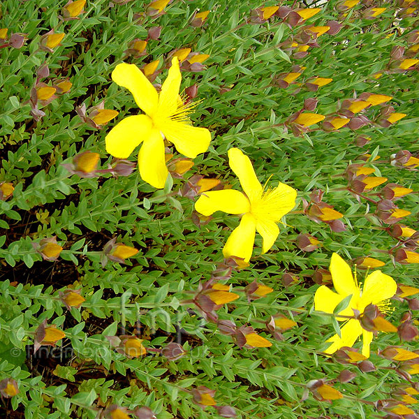 Big Photo of Hypericum Olympicum