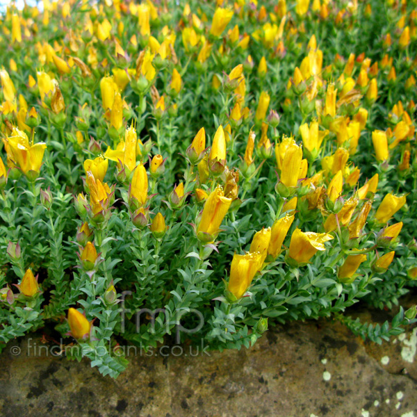 Big Photo of Hypericum Olympicum, Flower Close-up