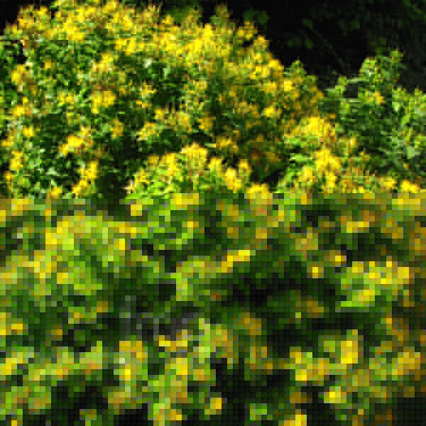 Big Photo of Hypericum Subsessile