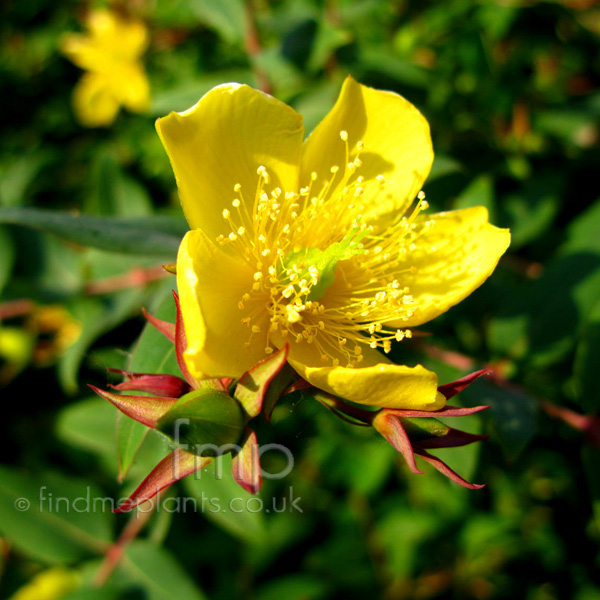 Big Photo of Hypericum Triquetrifolium, Flower Close-up