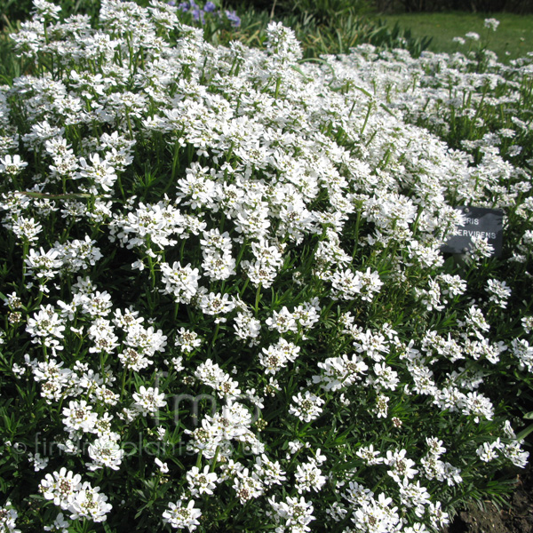 Big Photo of Iberis Sempervirens