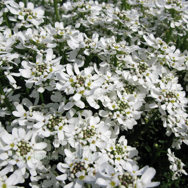 Big Photo of Iberis Sempervirens, Flower Close-up