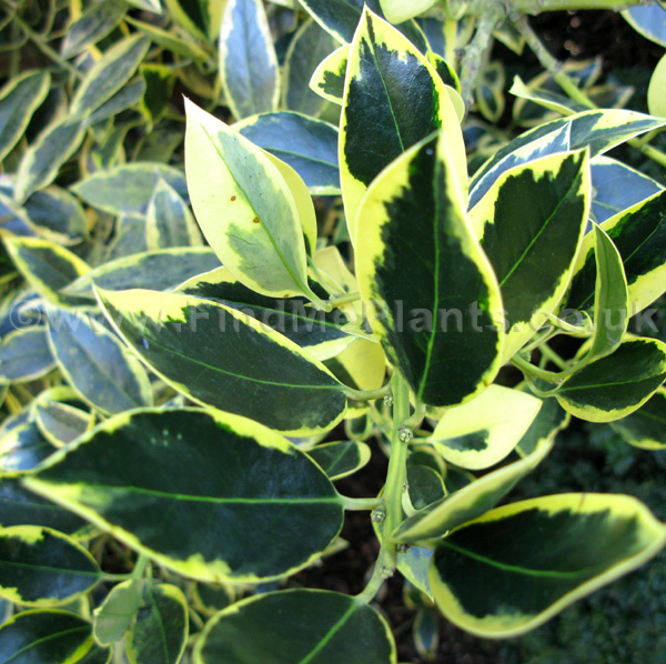 Big Photo of Ilex  X Altaclerensis