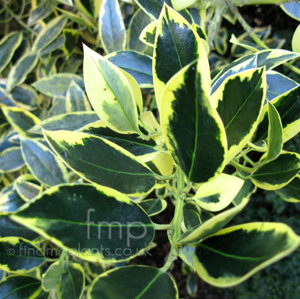 Big Photo of Ilex  X Altaclerensis