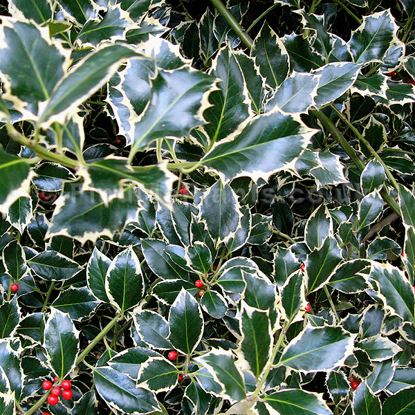 Big Photo of Ilex Aquifolium