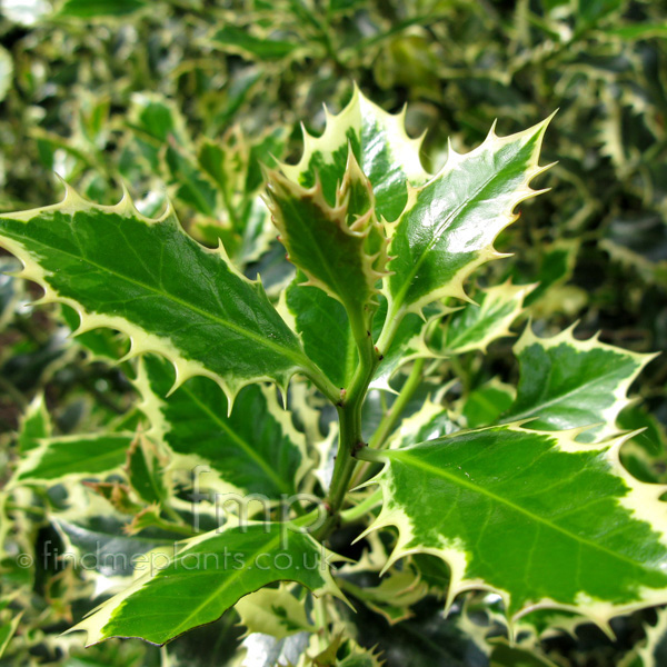 Big Photo of Ilex Aquifolium, Leaf Close-up